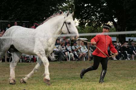 dressage chevaux