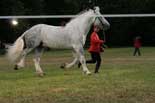 dressage cheval