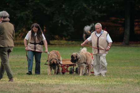 chiens de trainaux