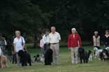 défilé de chiens de race