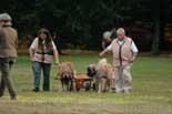 chiens de travail