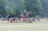 meute de chiens