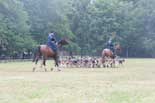 chevaux de chasse