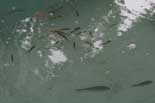 poissons