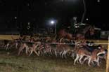 meute de chiens de chasse