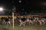 meutes de chiens