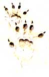 trace de rat musqué