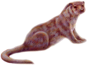 loutre