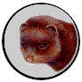 vison d'amérique