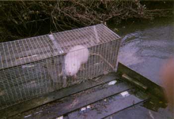 Piège à ragondin, rat musqué, putois, fouine