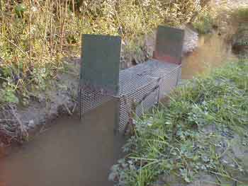 cage piége mise dans l'eau