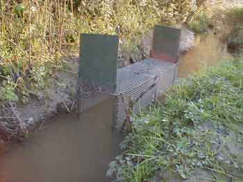 cage pige mise dans l'eau