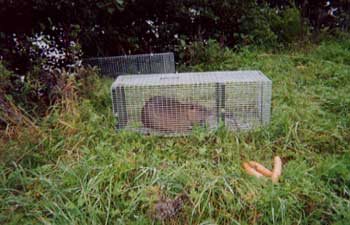 ragondin pig avec carrottes