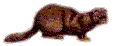 vison d'amérique