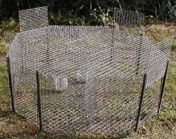 cage à corvidés