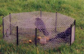 cage à corbeaux