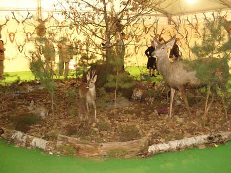 animaux empaills